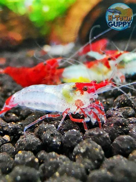 Red Rili Shrimp - Freshwater Neocaridina Aquarium Shrimp. Live Guarantee | eBay