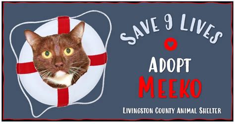 Livingston County Animal Shelter Adoption of the Week: Meeko – The Livingston Post.com