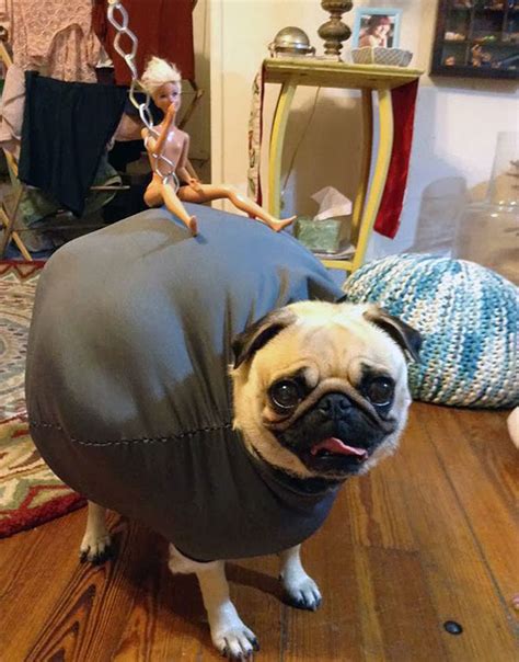 21 Creative and Funny Halloween Costumes For Pets | Bored Panda