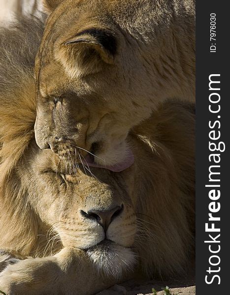 Lion Couple - Free Stock Images & Photos - 7976030 | StockFreeImages.com