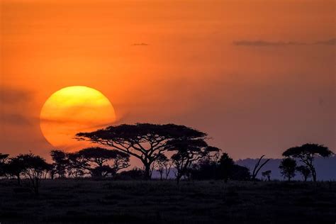 Imagem relacionada | Serengeti national park, Serengeti, National parks