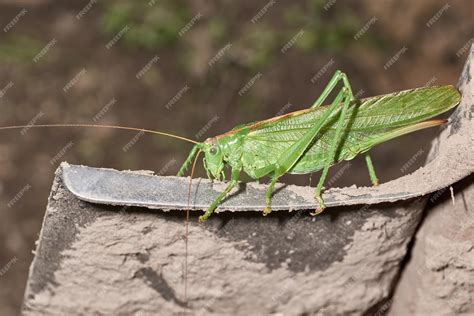 Premium Photo | The green grasshopper a species of insects from the family of true grasshoppers ...