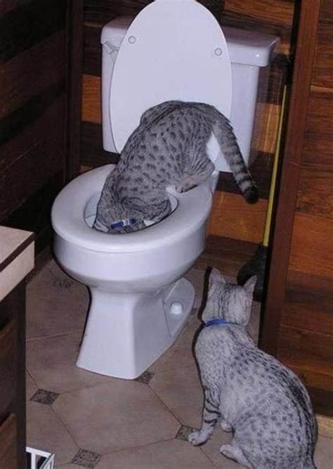 50 Cute And Funny Pictures Of Thirsty Animals - Page 2 of 3 - Tail and Fur