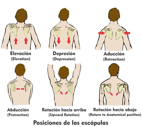 Elevación-Depresión, Retracción-Protracción | Escapula, Calistenia, Ejercicios de calistenia