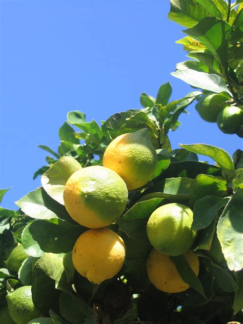 Lemon Tree Care | Garden Guides