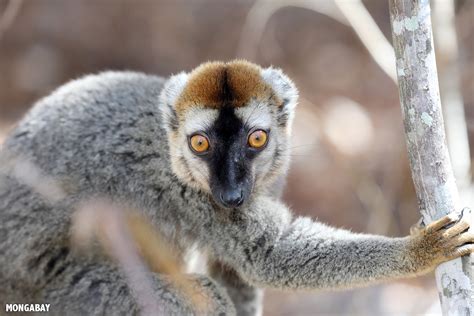 Lemurs of Madagascar - Gone App