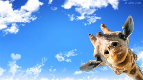 Cute Giraffe Mac Wallpaper - Live Wallpaper HD | Giraffe pictures ...