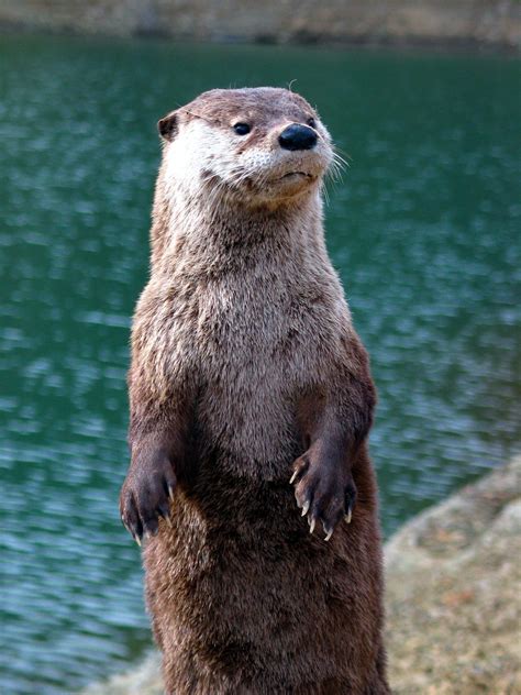 Otters: For all your otter needs