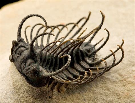 Trilobite Anatomy – Scienceandsf -A Blog Published by Robert A. Lawler