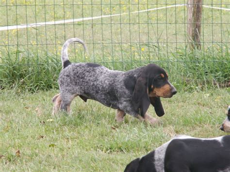 Basset Bleu de Gascogne Dog - Puppies, Rescue, Pictures, Information, Temperament ...