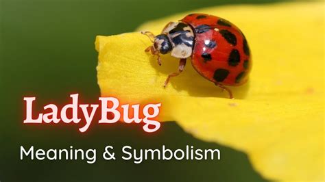 The Meaning of Seeing Ladybugs | Symbolisms and Spiritual Meanings of LADYBUGS🐞🐞 - YouTube