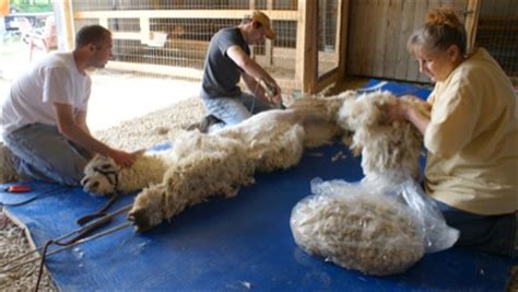 Alpaca shearing | The Daily Standard Stories