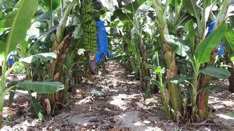 A banana plantation in the southern of the Golan Heights on the border ...