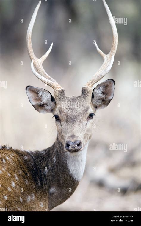 A male Chital, or Spotted deer, with antlers Stock Photo - Alamy