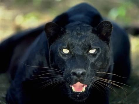 Black Panther ~ High Definition Wallpapers|Cool Wallpapers|Nature ...