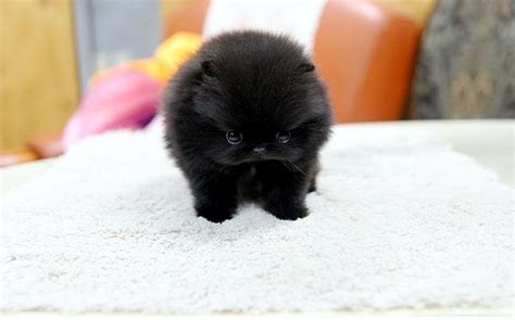 Black Miniature Pomeranian