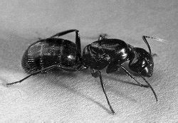 'Bugs News: What are these BIG black ants in my house?