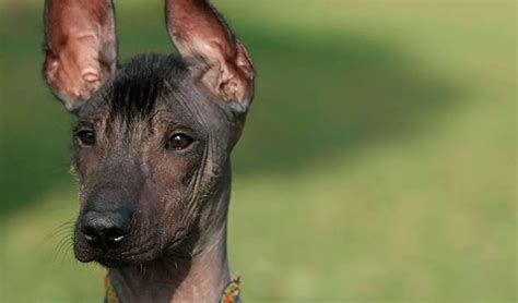 The Peruvian Hairless Dog - Journey Machu Picchu