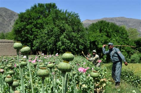 Afghanistan opium poppy cultivation up 7 percent, U.N. says - CBS News