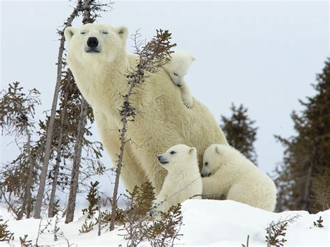 Polar Bear Mother-Cubs-Wapusk National Park Wallpaper