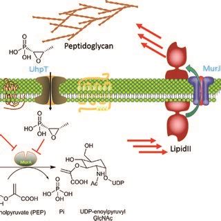 Fosfomycin Mechanism Of Action