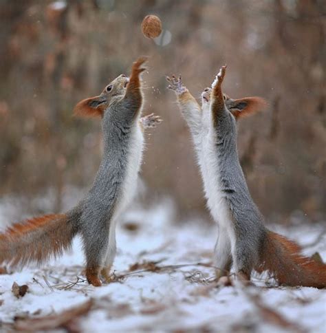 Photographer Captures a Cute Squirrel Photo Shoot | PetaPixel