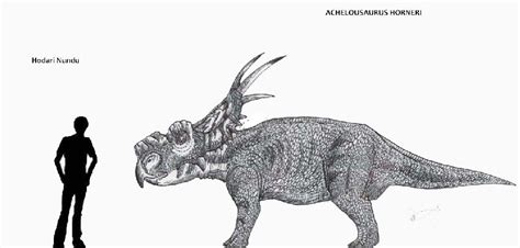 Achelousaurus Pictures & Facts - The Dinosaur Database