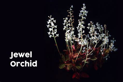 Jewel Orchid (Ludisia Discolor) - How to Grow and Care for Jewel Orchids