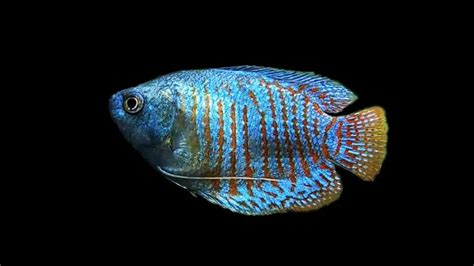 Dwarf Gourami: Care, Size, Lifespan, Diet & More