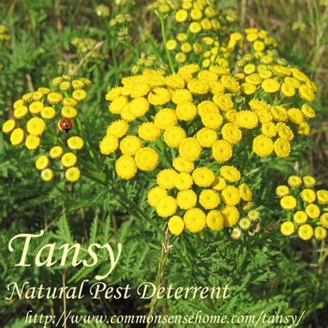 Tansy, Tanacetum vulgare - Weekly Weeder #43