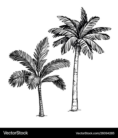 Ink sketch palm trees Royalty Free Vector Image