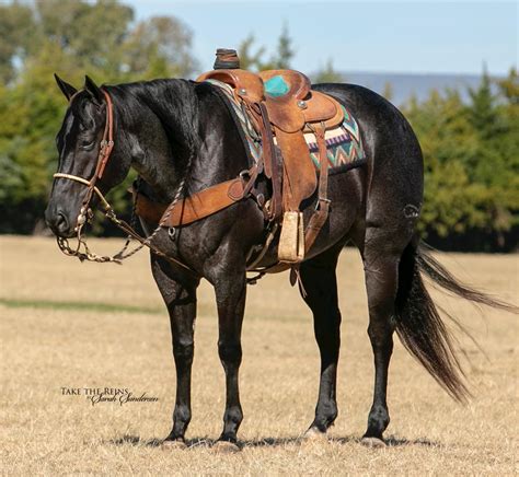 Pin by Emma on Horses | Barrel racing horses, Quarter horse, Horses