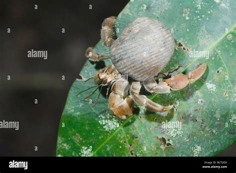 Hermit Crab Pagurus sp adult on leaf Manuel Antonio National Park Central Pacific Coast Costa ...