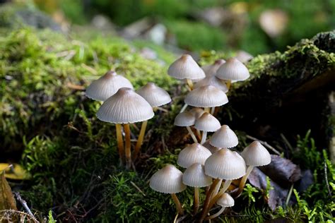 Fungal evolution discovered: Mycena can now invade living hosts