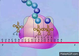 Protein Synthesis Animation Video on Make a GIF