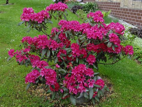 File:Rhododendron 'Nova Zembla' r1.jpg - Wikimedia Commons