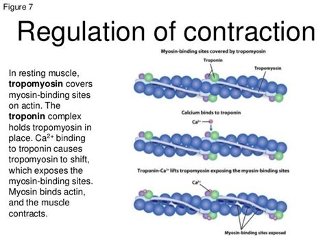 Muscle funccellularlevel animal systems