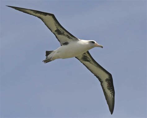 Laysan Albatross - The Heavy Hawaiian Seabird | NMSF