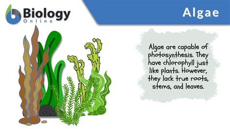 Algae - Definition and Examples - Biology Online Dictionary