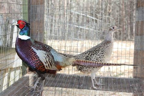 Raising Pheasants For Meat on the Homestead • New Life On A Homestead