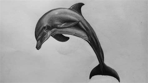 How to Draw a Realistic Dolphin | Realistic Dolphine Sketch Tutorial ...