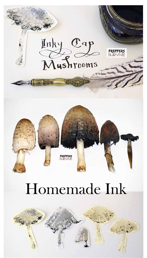 Ink Making Process Using Wild Mushrooms - Survival Prepper