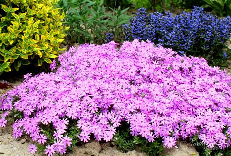 15 Colorful Perennials For Shade - Northern Nester