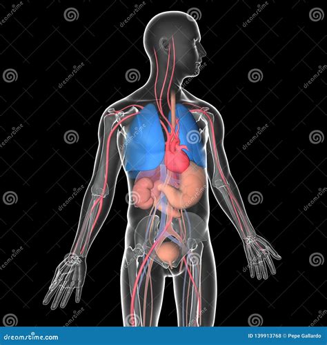 3D Man Anatomy