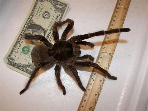 10 Of The Most Terrifying Spiders In The World