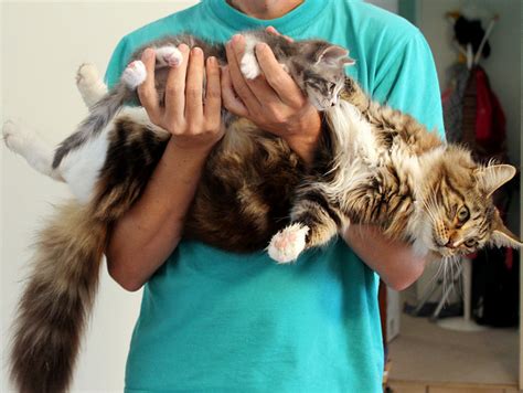 How Big Can Maine Coons Get? - MaineCoon.org