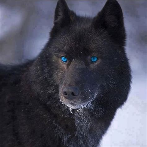 Black wolf w/blue eyes.