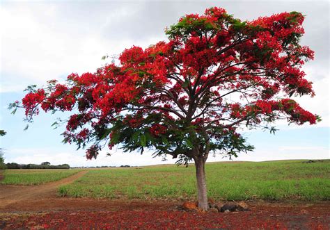 How to Grown and Care for Flame Tree (Royal Poinciana)