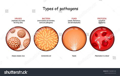 Types Pathogens Viruses Bacteria Fungi Protozoa Stock Vector (Royalty Free) 1960089100 ...