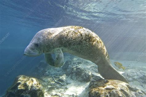 Florida manatee swimming - Stock Image - C004/6873 - Science Photo Library